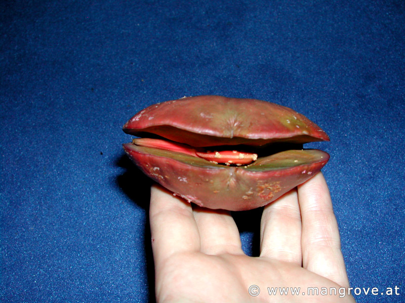 Pelliciera rhizophorae seeds
